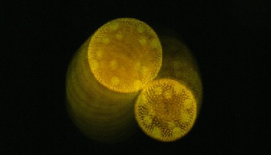 River dancing algae
