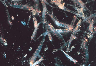 <b>Krill kerfuffle</b> Swimming <i>en masse</i> could be mixing up the oceans