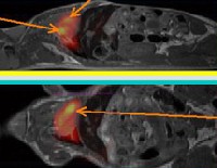 Blood flow in mice