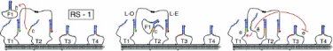 DNA on the straight and narrow