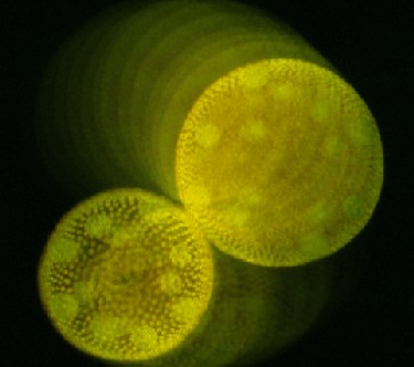 Dancing <i>Volvox</i>