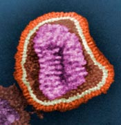 Schr&ouml;dinger's virus?