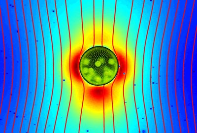 Flow field around a swimming Volvox carteri
