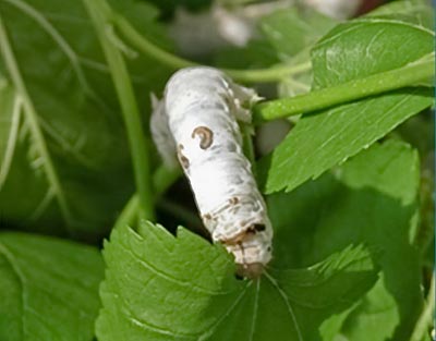 A silk worm feasting on leaves