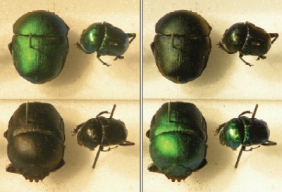 Four photos of the scarab beetles with their metallic green shells