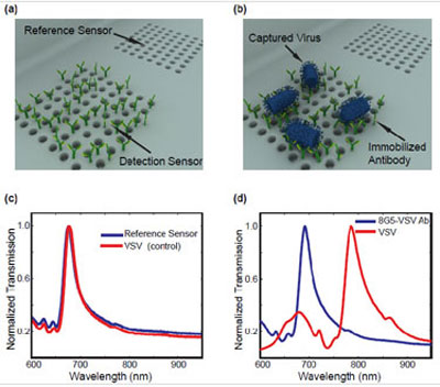 Diagrams and data showing how the virus sensor works