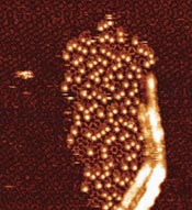 Microscope image showing growth of the tetracarboxylic acid-C60 bilayer