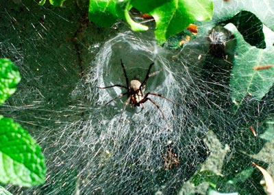 Spider silk is weakly connected but fails gracefully