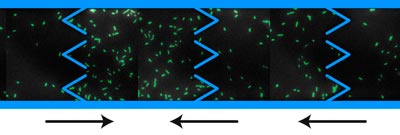 Biasing bacteria