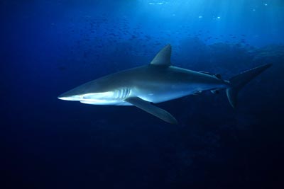Silky sharks were among the tracked marine predators