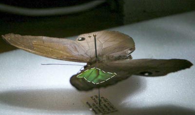 The male butterfly Pierella luna shows rainbow iridescence with a twist