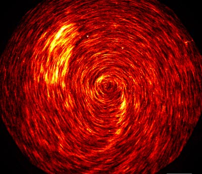 Micrograph showing swirling actin
