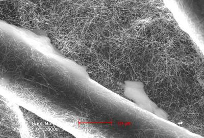 SEM image of silver nanowires in which cotton is dipped