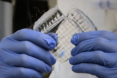 Photo of the skin-like sensor