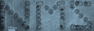 SEM micrograph of graphene-ink-printed pattern