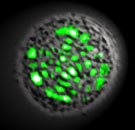Microscope image of a living laser