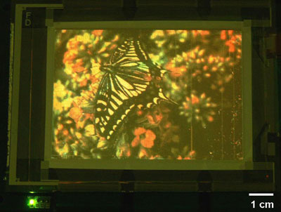 Photo of the quantum dot display with an image of a butterfly