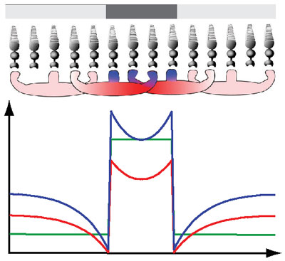Diagram and graph showing positive and negative feedback