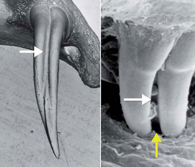 Electron micrographs of snake fangs