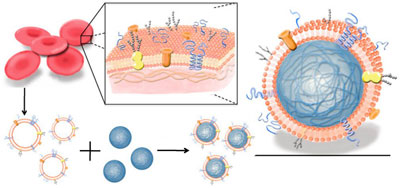 Diagram showing how to prepare red blood cell-membrane-coated nanoparticles