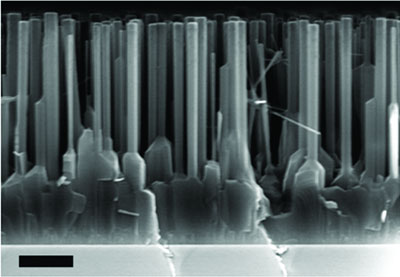 A scanning-electron-microscope image showing the zinc-oxide thin film and nanowires