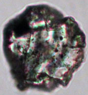 An Itokawa dust particle