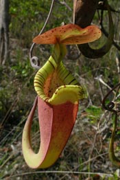 Photo of <i>Nepenthes rafflesiana</i>