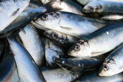 Photograph of an Atlantic herring