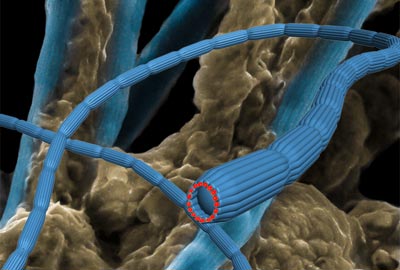 Composite image of the bacteria filaments