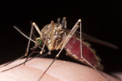 Picture of a mosquito