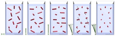 Schematics showing the magnetic orientation of hemozoin crystals in magnetic fields