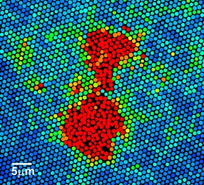 Microscope image showing the transition from solid to liquid