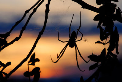 A photograph of a <i>Nephila clavipes</i> spider in its web silhouetted against a yellow sky