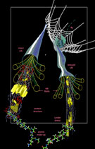 Diagram explaining the structure of spider silk at different scales