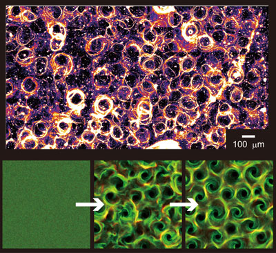 Photograph of a vortex lattice in a dynein-microtubule system and several numerical simulations of the emergence of the phenomenon