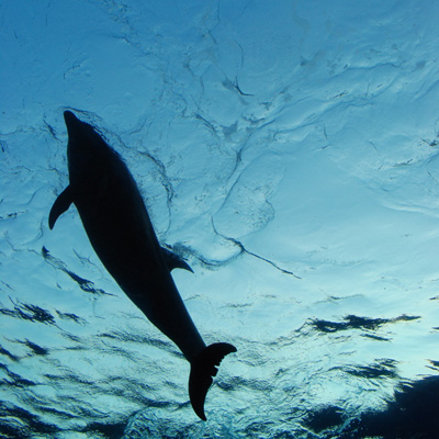 Photograph of a dolphin