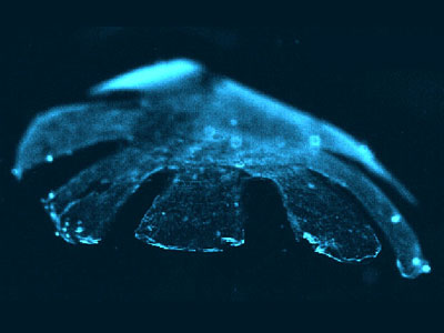 Image of the artificial jellyfish