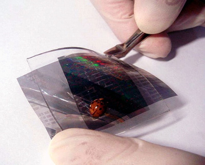 A sensor network with a ladybird beetle walking over it
