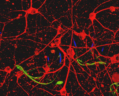 3D image showing a network of nanosensors in a tissue culture of rat hippocampal neurons