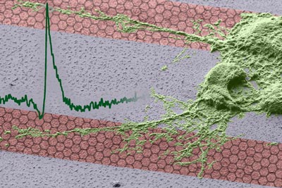 Composite image showing a neurone cell on a SGFET