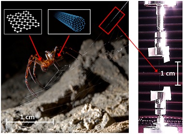 Spiders fed nanocarbon spin superior silk - Spiders nanocarbon ...